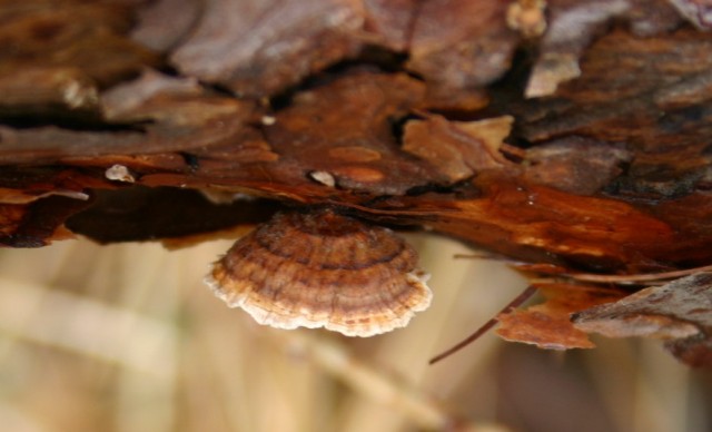 Stereum sanguinolentum?